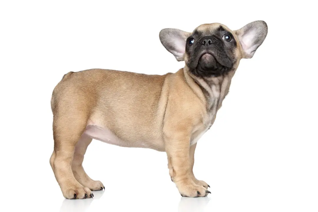 French Bulldog Colors What are French Bulldogs Available