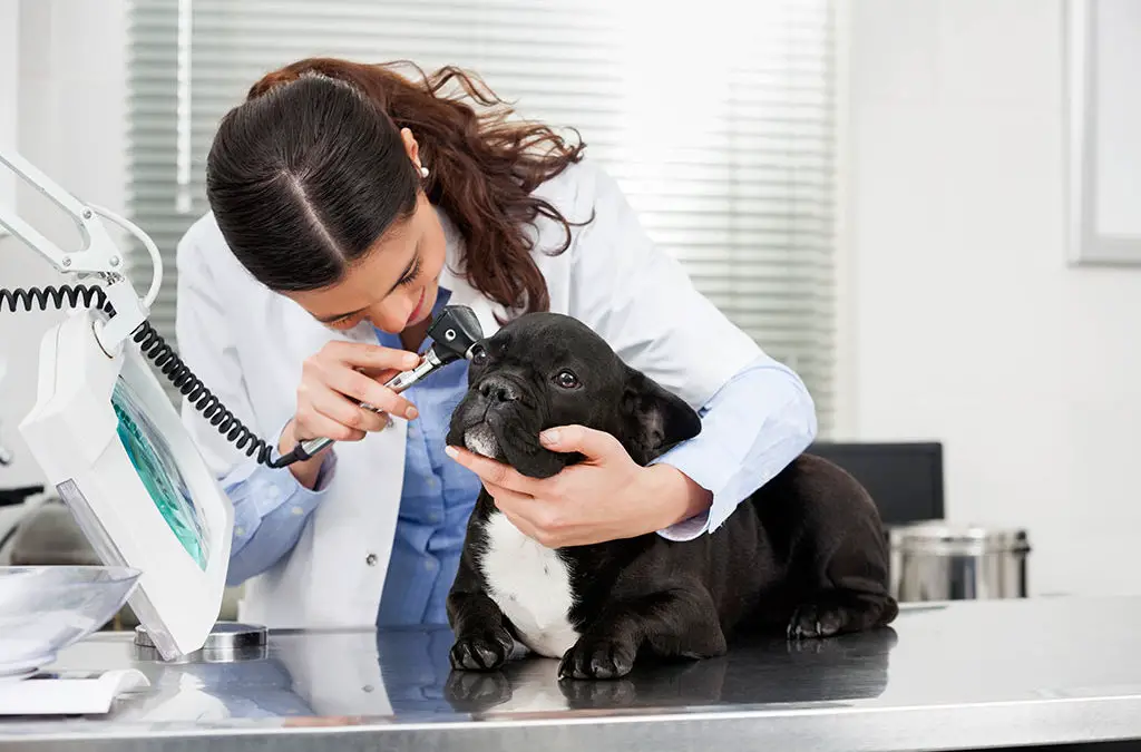 How Do I Clean My French Bulldog’s Ears?