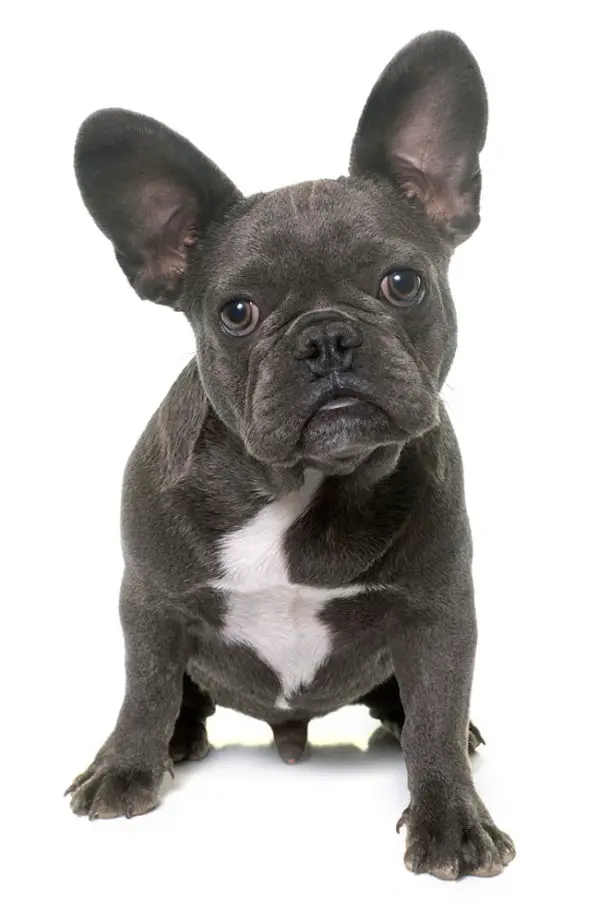 How Bad Does a French Bulldog Shed? Frenchie Advice