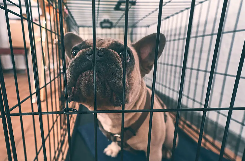 What Are the Advantages of Breeding French Bulldogs?