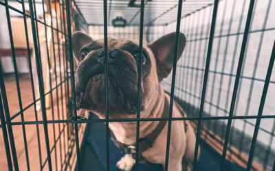 What Are the Advantages of Breeding French Bulldogs?