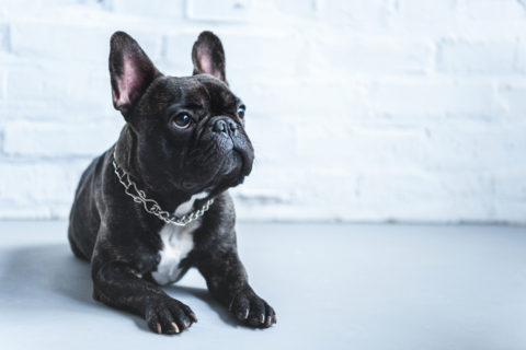 The Varying Coat Colors Of French Bulldogs - Frenchie Advice