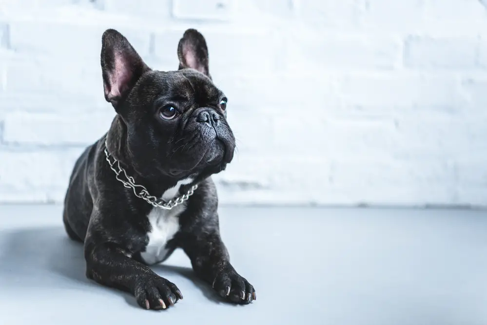 The Varying Coat Colors Of French Bulldogs Frenchie Advice