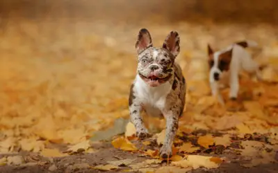 The Truth About Hyperactive French Bulldogs: Tips to Calm Down Your Frenchie