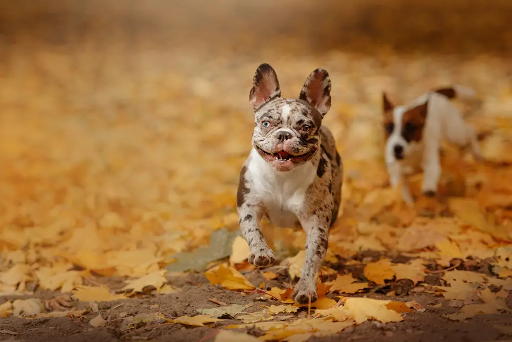 The Truth About Hyperactive French Bulldogs: Tips to Calm Down Your Frenchie