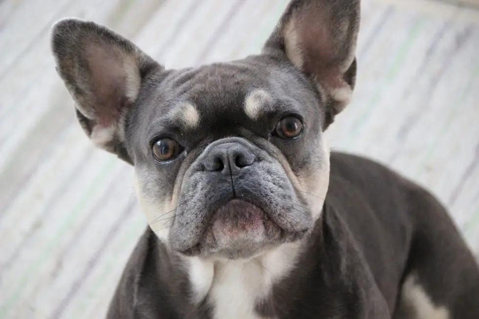 The Varying Coat Colors Of French Bulldogs - Frenchie Advice