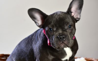 How Much are French Bulldogs: Why Do they Cost So Much?