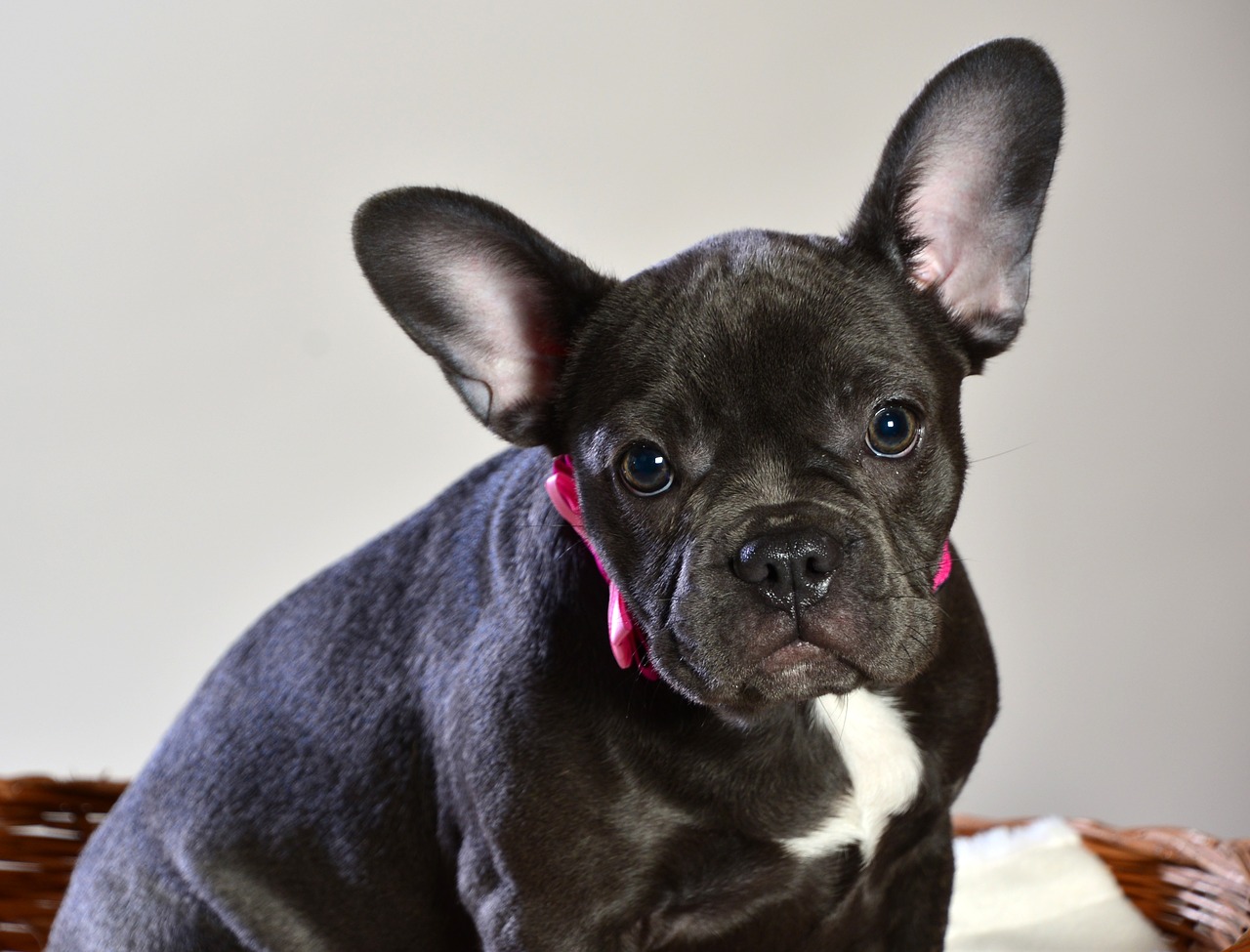 The Varying Coat Colors Of French Bulldogs Frenchie Advice