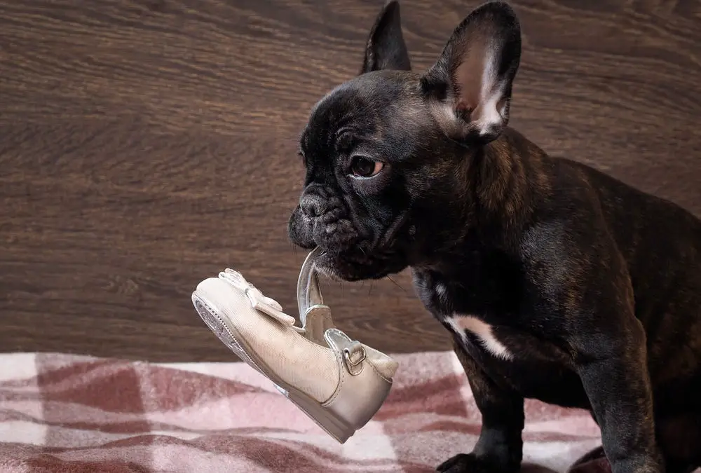 French Bulldogs: Eats, Chews and Destructs