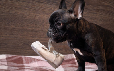 French Bulldogs: Eats, Chews and Destructs