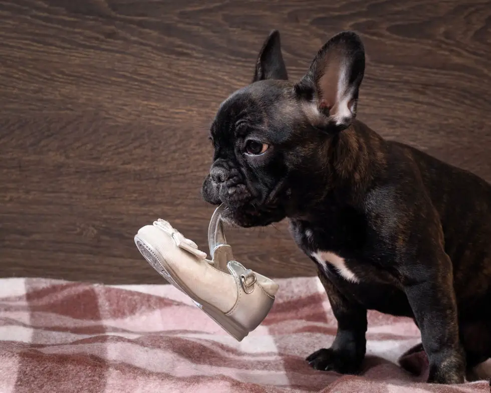 French Bulldogs Eats, Chews and Destructs Frenchie Advice