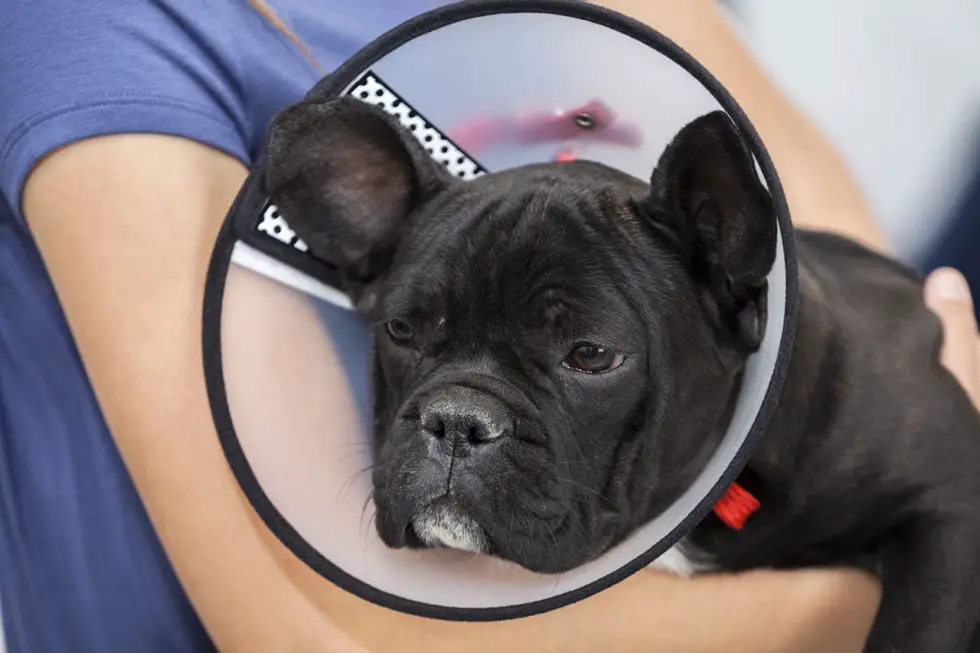 Common Issues In French Bulldogs