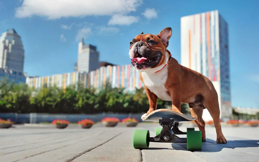 Fun In The Sun With Your French Bulldog – Yes, or No?