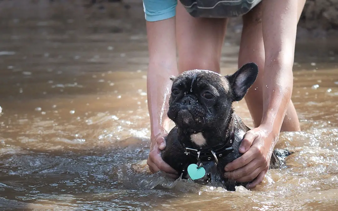 Can French Bulldogs Swim?