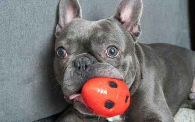 French Bulldogs: What Toys do they like?
