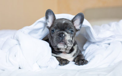 Paw Chewing – French Bulldog Style