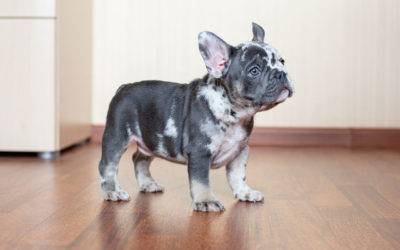 What Are Merle French Bulldogs?