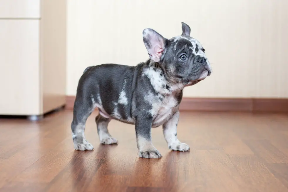 The Adorable French Bulldog Pros and Cons Frenchie Advice