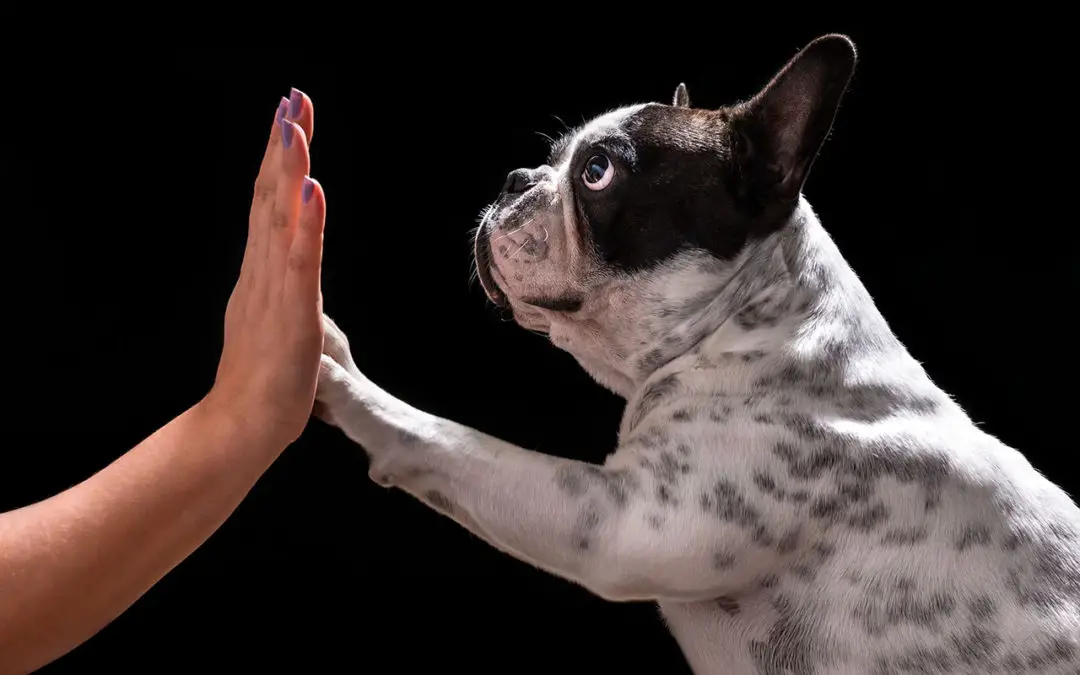 Are Frenchies Manipulative?