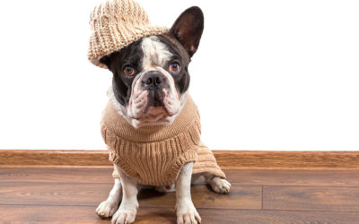 Do French Bulldogs Need Clothes?