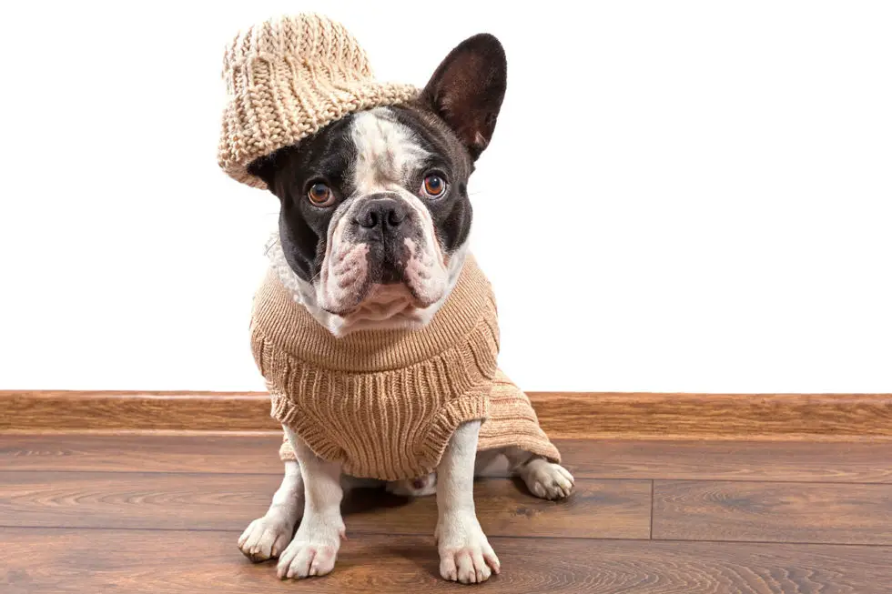 French Bulldog Clothes Frenchie Advice