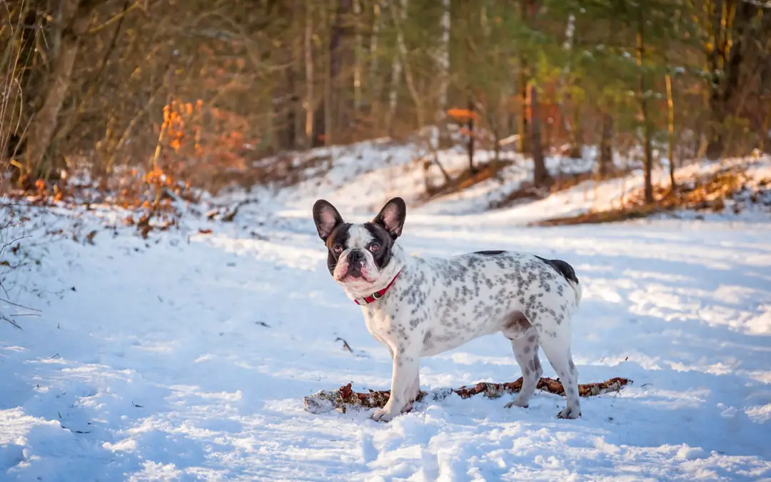 French Bulldogs and Cold Weather: Do French Bulldogs Get Cold?