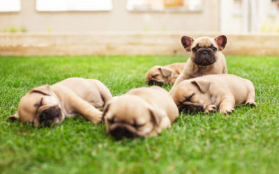 The Adorable French Bulldog: Pros and Cons