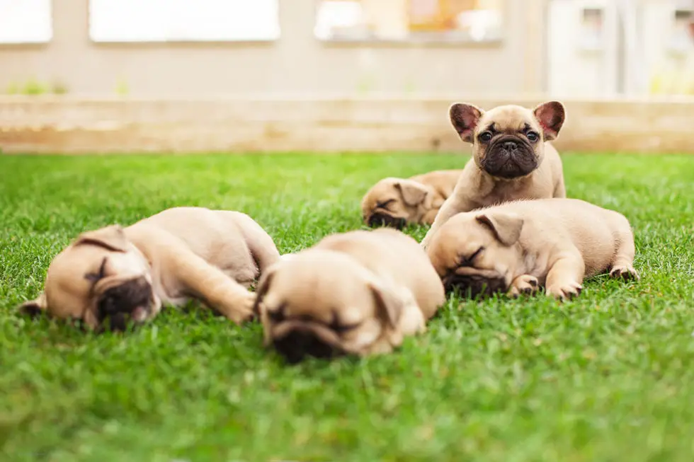 How Many Days Is A French Bulldog Pregnant