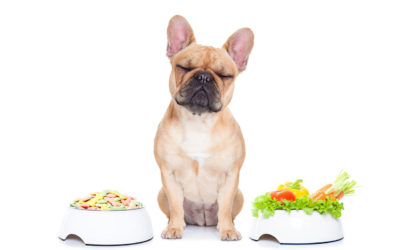 The Food You Should Feed Your French Bulldog: Facts and Strategies