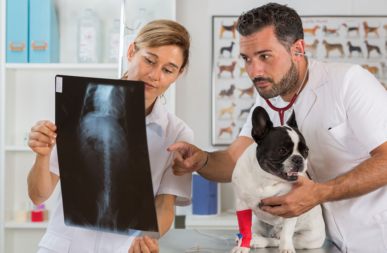 French Bulldog Xray