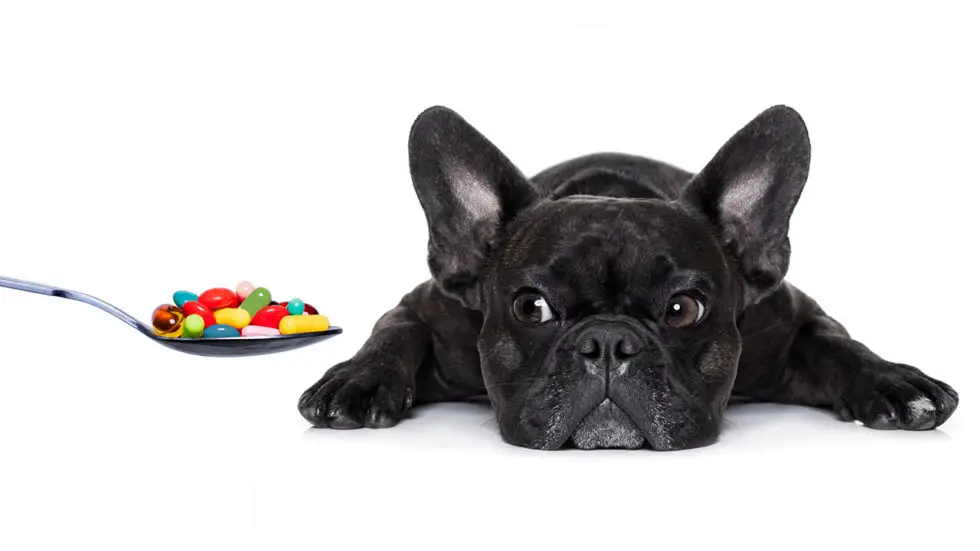 The Truth About Hyperactive French Bulldogs: Tips to Calm Down Your