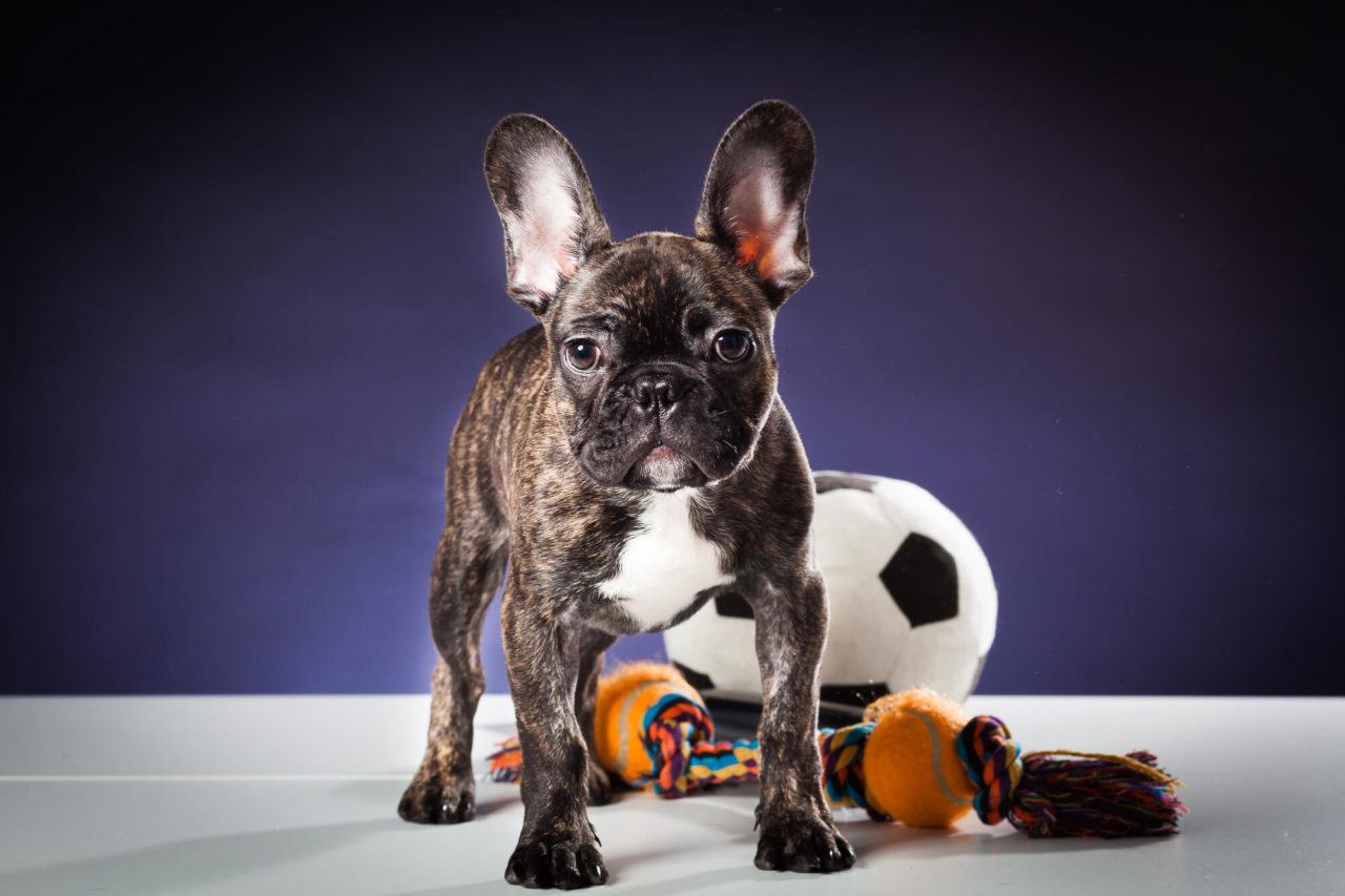 best puppy toys for french bulldogs