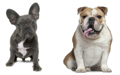 The Differences Between French and English Bulldogs