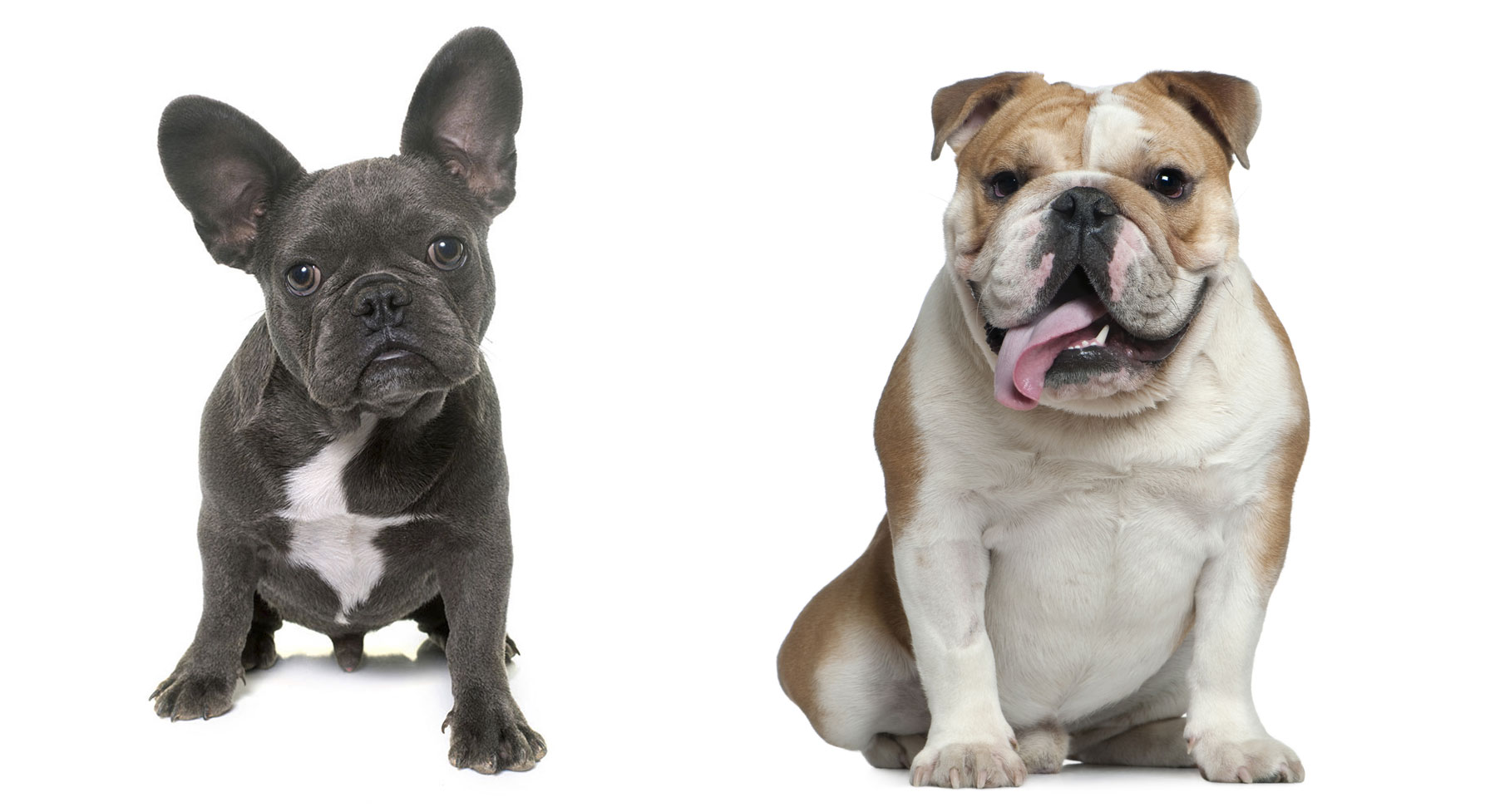 The Differences Between French and English Bulldogs - Frenchie Advice