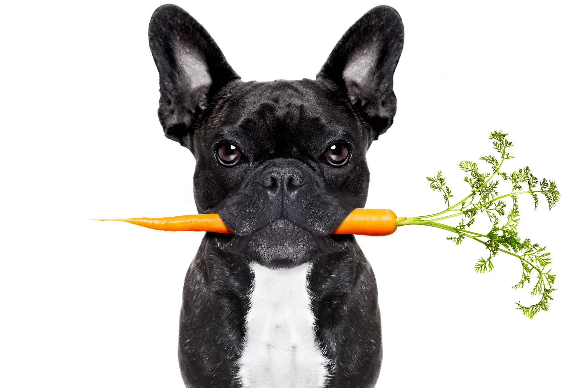 Frenchie Advice and Carrot