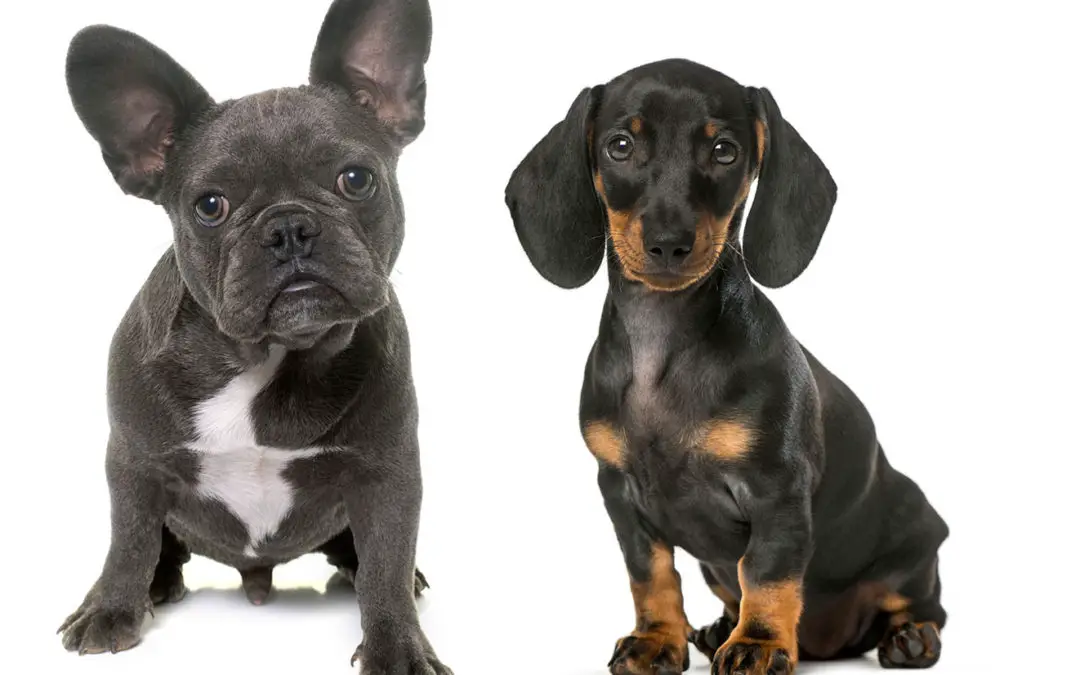 French Bulldog + Dachshund = French Bull Wiener