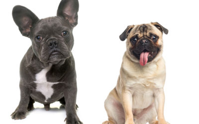 French Bulldogs + Pugs = Frugs