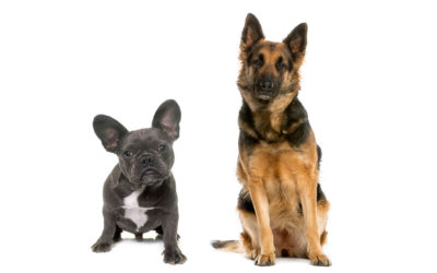 French Bulldog + German Shepherd = Frenchie Shepherd